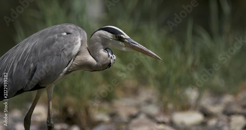 Bird hunting in slow motion near a riverbank at sunset