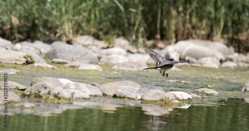 White wagtail walking along rocky lakeshore in Switzerland