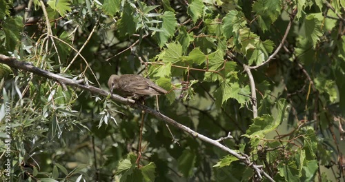 Capture of bird movement among leaves in slow motion