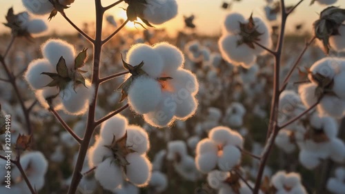Cotton field at sunset with fluffy white bolls close up 