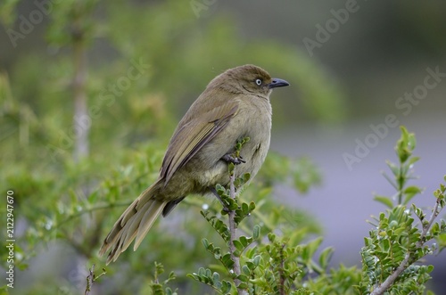 Quadro su tela Sombre Greenbul bird perched in the thorny thicket at Addo Elephant National Par