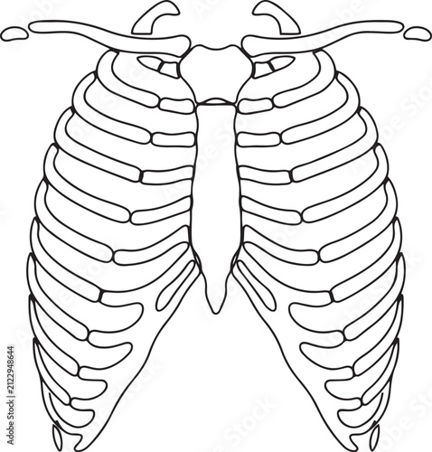 Quadro su tela Human Rib Cage Skeleton Outline Vector Illustration for Medical or Halloween