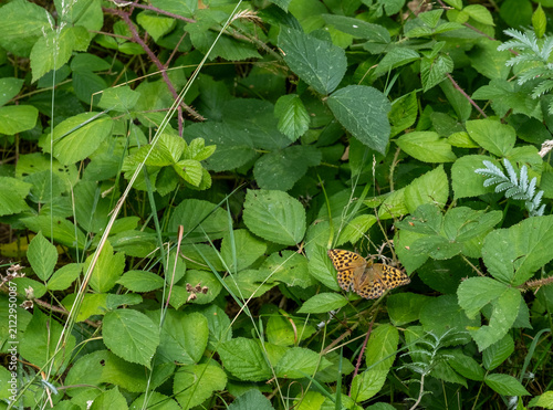 Small pearl-bordered fritillary butterfly basking on a sunlit leaf in the countryside, wings open, with soft natural background and copy space.