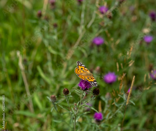 Painted lady butterfly basking on a sunlit thistle, wings open, close-up with selective focus, soft bokeh and natural background.