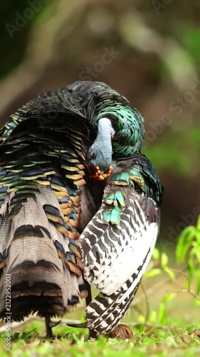 A wild turkey grooming its colorful iridescent feathers in a forest setting
