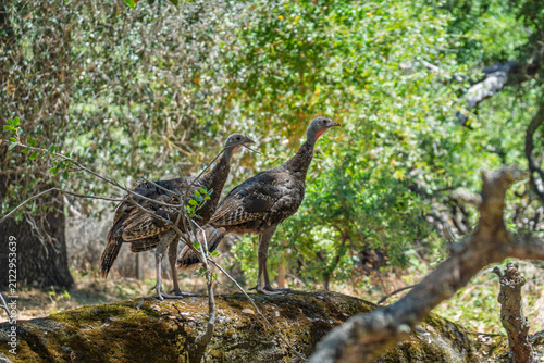 фотографія Two juvenile wild turkeys stand atop a mossy tree branch