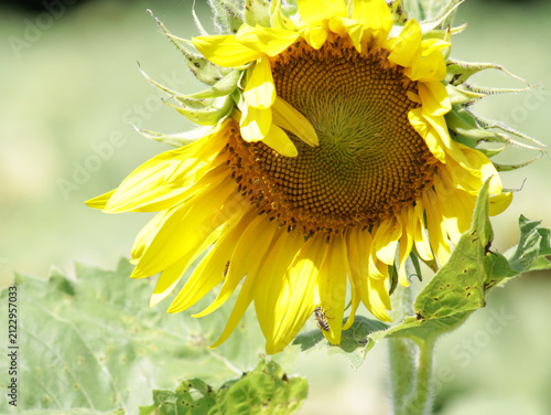 фотографія Sunflower with its petals not perfectly in place like a girl with messy windblown hair