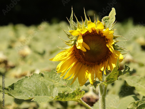 Obraz na płótnie Sunflower with its petals not perfectly in place, like a girl with messy windblown hair