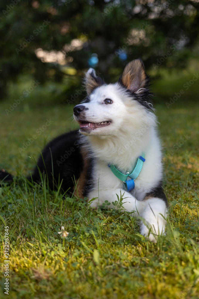 Fototapeta premium A close-up, eye-level shot of a fluffy, tri-colored mixed-breed dog lying in lush green grass. The dog, featuring white, black, and tan fur, wears a teal collar and looks attentively to the left 