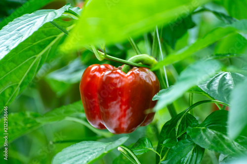 Принти на полотні Growing of green or red bell sweet paprika  vegetables, rows of plants, processi