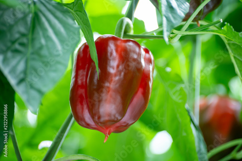 Картината върху платно Growing of green or red bell sweet paprika  vegetables, rows of plants, processi