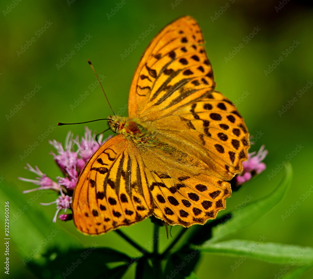 Naklejka premium butterfly on flower