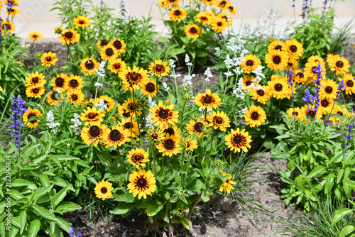 Dicht bewachsenes Blumenbeet im Sommer, welches vom gelben Sonnenhut dominiert wird
