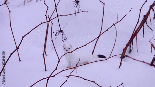 European stoat (Mustela erminea) in white winter fur (miniver), only tail with black tip. A delightful animal among the Siberian snows. Dexterous giant-killer ruthless to rodents