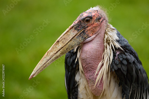 Marabou Stork Standing in the Aviary of a Zoopark