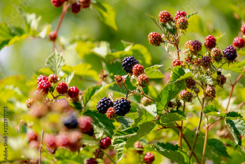 Selective focus of wild blackberries, Branches of unripe and ripe blackberry in forest, Rubus is a large and diverse genus of flowering plants in the rose family, Rosaceae, Health benefits of berries.