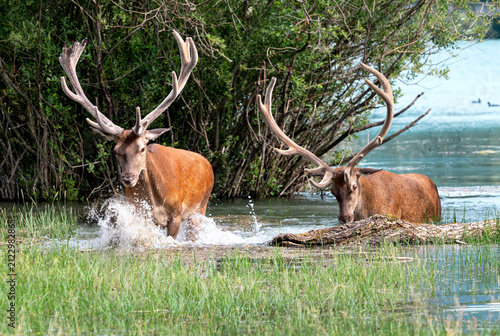 Stags Coming out of the Lake