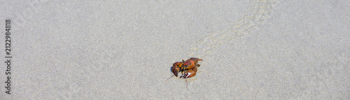 Tiny baby lobster at low tide in the intertidal zone on the sandy beach at the Muriel O. Ponsler Memorial State Scenic Viewpoint, seafood on the move

