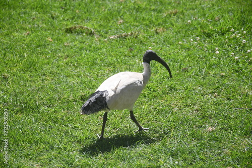 Bild auf Leinwand An Australian white ibis walks across a green grass lawn in bright sunlight