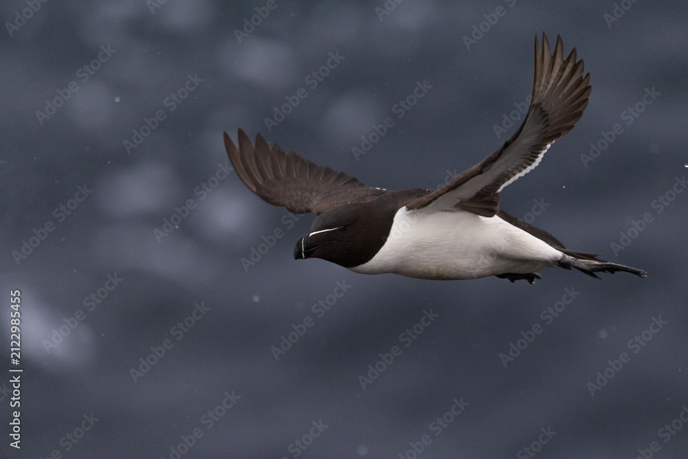 Fototapeta premium Razorbill in flight in the Rain, Deerness, Orkney, Scotland