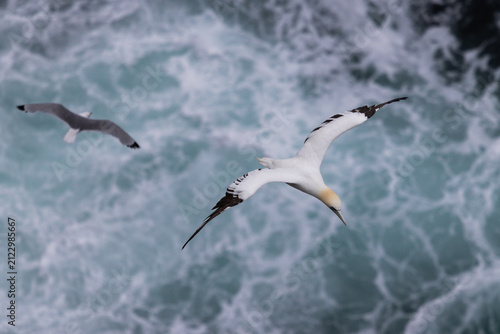 Quadro su tela Gannet in Flight over Sea Foam, Marwick Head, Orkney, Scotland