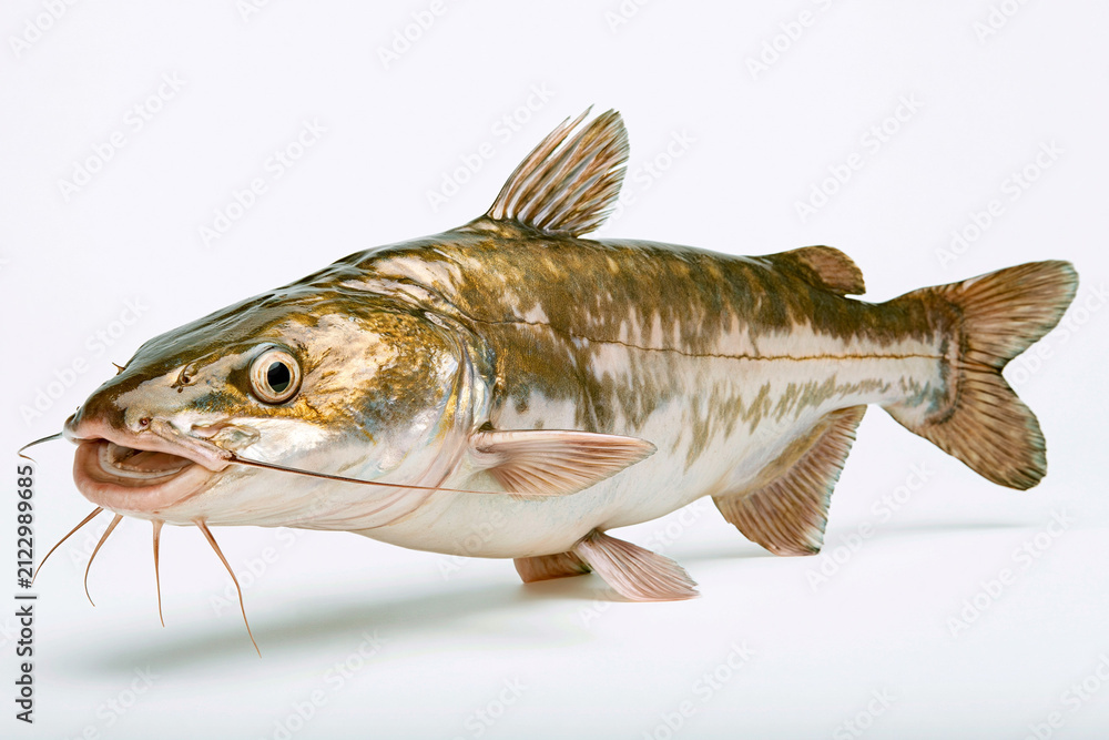 Fototapeta premium Freshwater catfish on white background with clear details