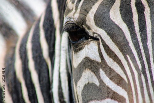 zebra close up