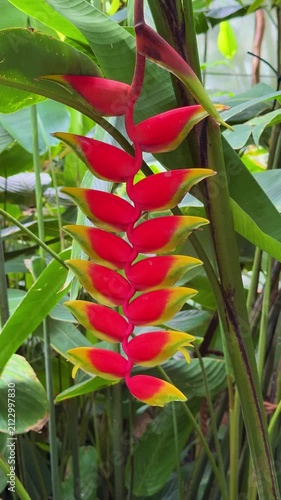 Hanging red yellow heliconia rostrata flower in a tropical garden, vertical video
