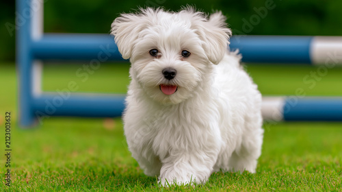 Adorable fluffy white puppy walking on green grass in the park, image of a playful young dog