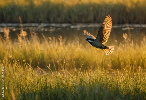 Small bird in flight over a...