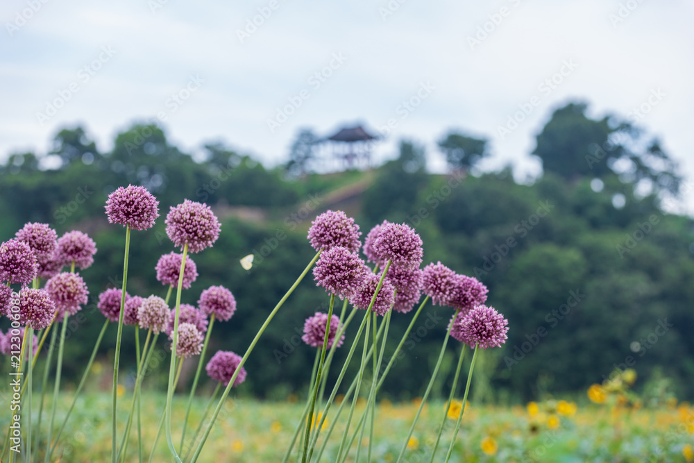 Obraz premium Purple elephant garlic blossoms with a butterfly and hilltop pavilion against a softly blurred summer landscape.