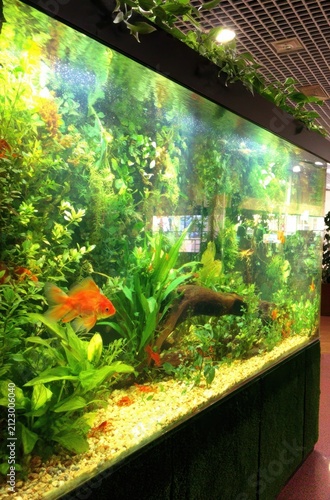 Vibrant Freshwater Aquarium Filled with Lush Green Plants and Colorful Fish.