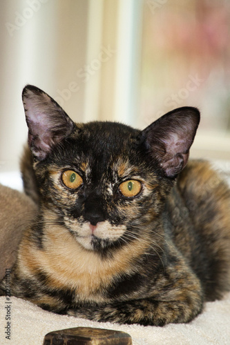 Feral tortoise shell kitten resting with her orange tiger step sister.