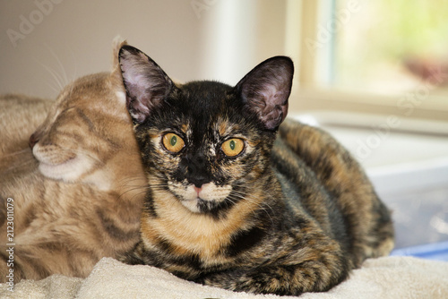 Feral tortoise shell kitten resting with her orange tiger step sister.