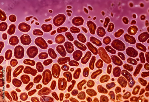 Microscopic view of biologi...