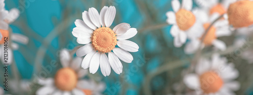 Сhamomile (Matricaria recutita), blooming spring flowers on a blue background, closeup, selective focus, with space for text