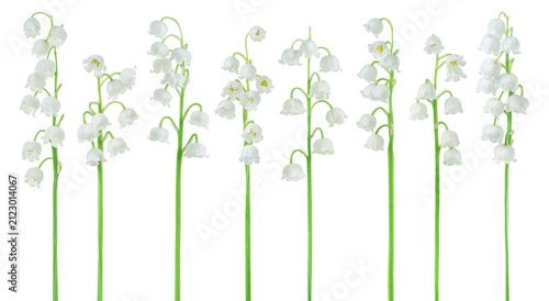 Set of Lily of the valley (Convallaria majalis) stems, blooming spring flowers, closeup, isolated on white background