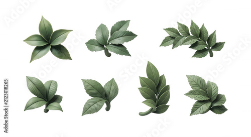 assortment of artificial green leaves arranged on white background botanical elements for educational material