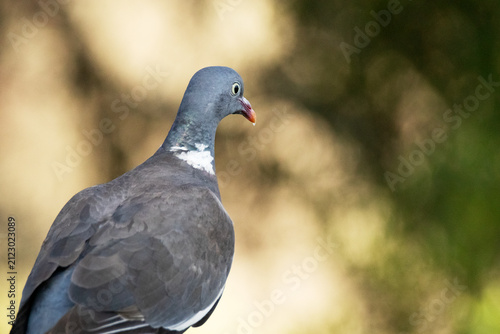 Konstfotografi Una hermosa y atenta Paloma torcaz (Columba palumbus)