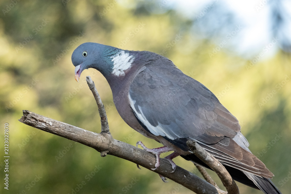 Fototapeta premium Paloma torcaz (Columba palumbus) a punto de tirarse 