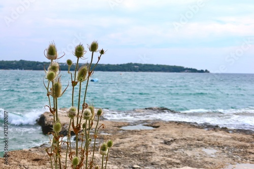 Obraz na plátně Wild coastal landscape with sea, rocks and thistles
