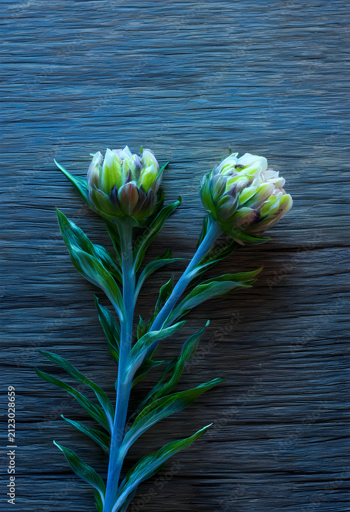 Obraz premium Two green flower buds with long stems and leaves on a rustic dark wooden background, nature and growth concept, the natural texture of the wood provides a contrasting backdrop for the fresh
