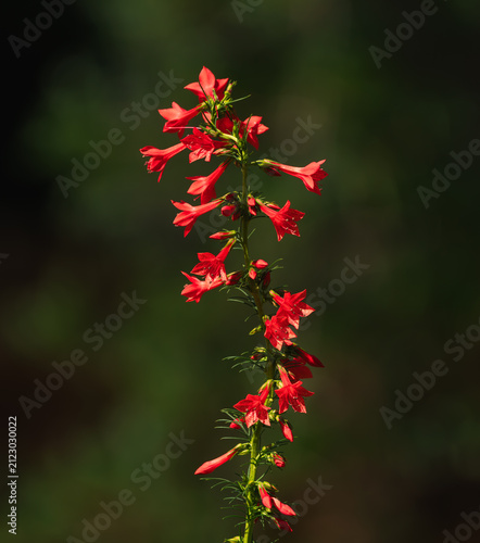 Obraz na plátně A flowering stalk of the Standing Cypress plant, a colorful scarlet biennial that is highly attractive to hummingbirds and other pollinators