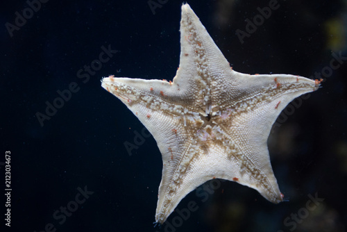 Underside View of a Starfish Suctioned to an Aquarium Glass Panel'