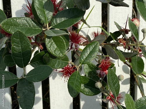 Canvas Print Feijoa Acca sellowiana evergreen shrub displaying striking red stamens and fleshy white petals against deep green leathery leaves with silvery undersides growing over white wooden garden fence