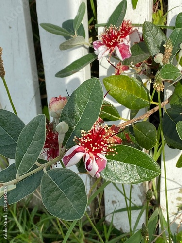 Pineapple guava (Acca sellowiana) evergreen shrub featuring exotic blooms. Fleshy white petals frame numerous bright red stamens capped with golden anthers among leathery green foliage.