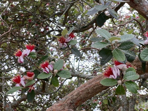 Feijoa (Acca sellowiana) Tree. Blooming pineapple guava branches displaying distinctive fleshy pinkish white petals and vibrant red stamens. Evergreen cultivated plant featuring grey green foliage.