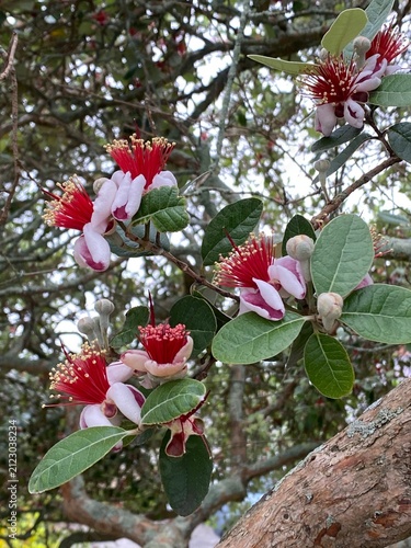 Pineapple guava Acca sellowiana shrub. Evergreen fruiting plant bearing distinctive striking blossoms featuring fleshy pinkish white petals curled outward revealing showy bright red stamen clusters.