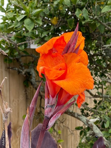 Canna lily Canna sp flower blooming perennial herb featuring vibrant orange asymmetrical petals atop dark bronze stems. Cultivated ornamental flowering plant displaying stunning rich tropical botany.