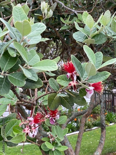 Pineapple Guava (Acca sellowiana) Shrub. Evergreen plant displaying distinctive flowers featuring fleshy pinkish white petals, vibrant red stamens. Silvery grey green elliptical foliage visible.
